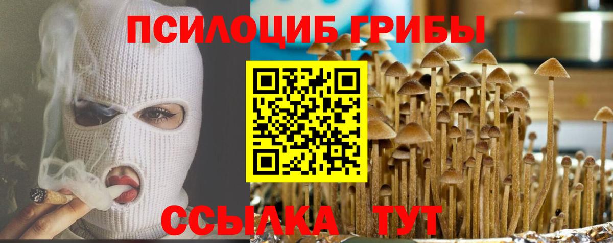 Галлюциногенные грибы Psilocybe Большой Камень